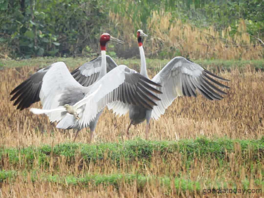 सारस पक्ष्यांची संख्या घटत असून जिल्ह्यात आता फक्त