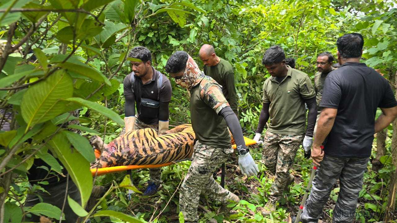 – गोंदिया रेल्वे लाईन वर मादा वाघिणीचे मालवाहक् गाडीला