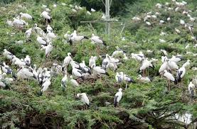 Kawlewada Bird Sanctuary – Birdwatcher’s Paradise